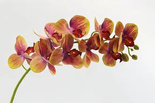 How Long Does a Real Touch Artificial Moth Orchid Last Indoors?